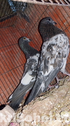 গিরিবাজ ৯ পিস কবুতর